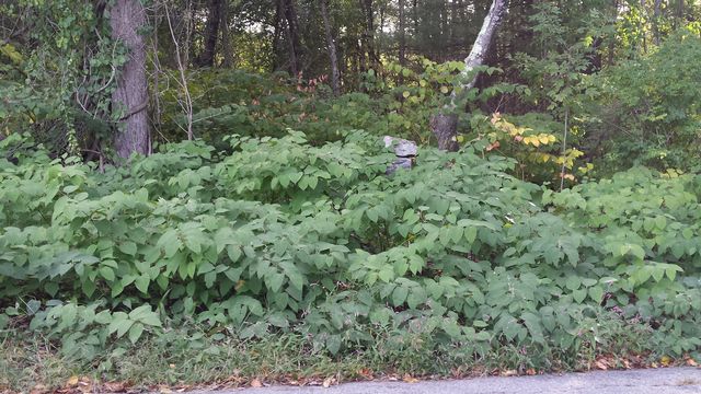 Large patch of Japanese Knotweed in wooded area