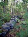 Stone Wall in forested area