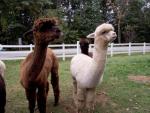 2 alpacas standing next to each other - bodies almost parallel and heads looking in exactly the same direction