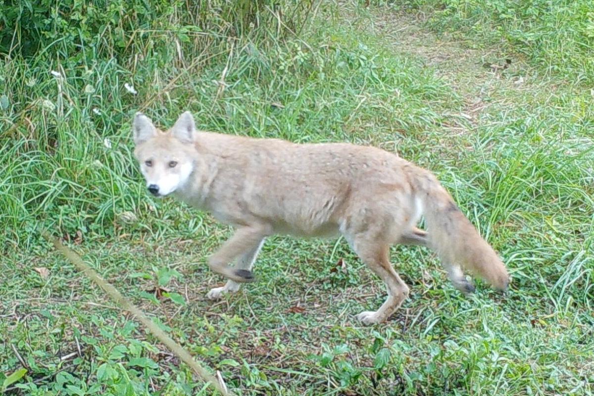 Coyote on trail