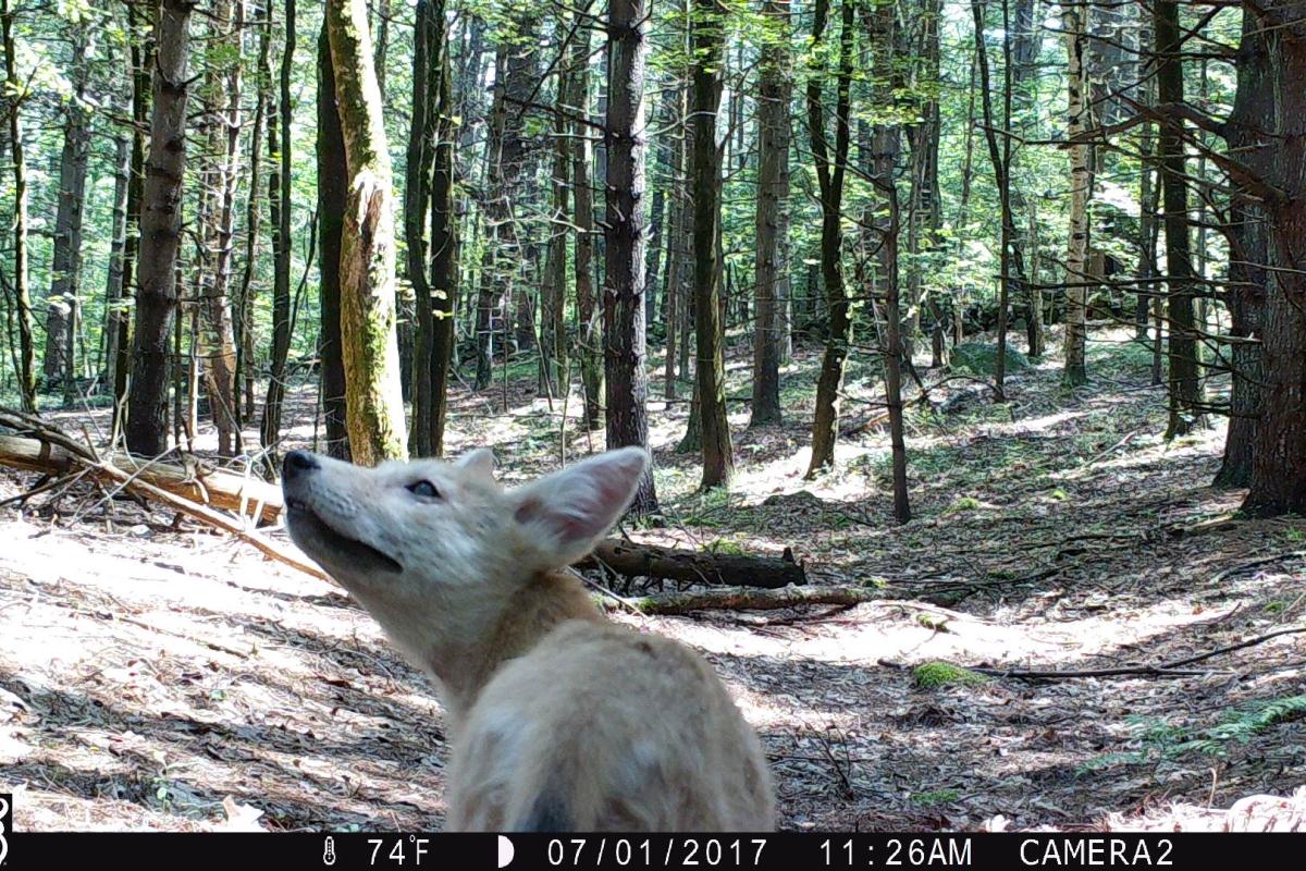 Coyote pup in front of camera