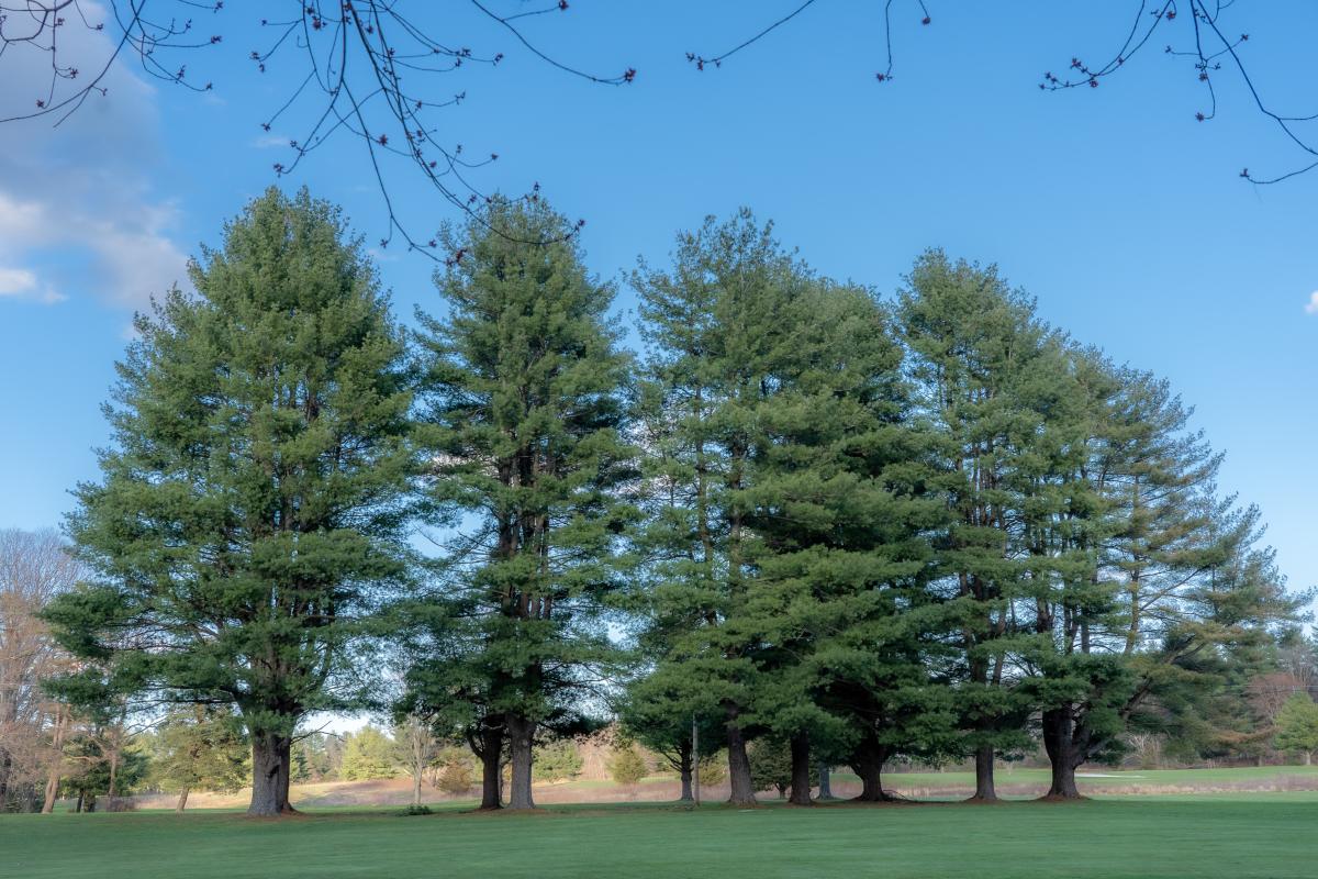 Stand of White Pine - Stow Acres North Course 