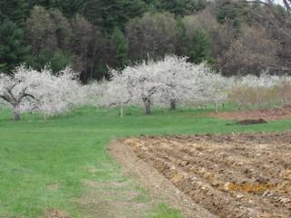A soil area for planing, some grass, pink blossom apple trees and some other colorful oak trees