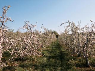 Bright blue sky with numerous apple trees that have pink blossoms