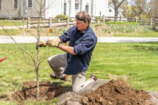 Jeff Hall, Storybook Tree, planting a donated copper beech tree on the Upper Common on Arbor Day 2023
