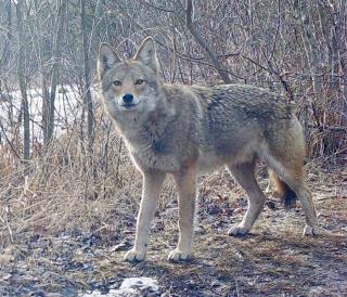 Coyote along Heath Hen Meadow Brook 