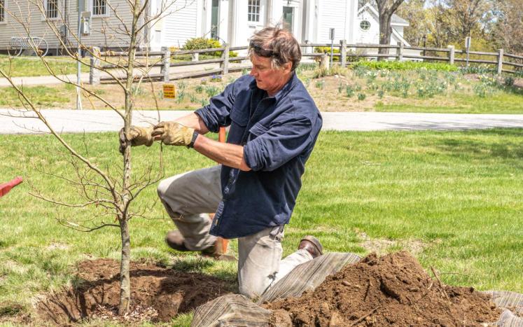 Jeff Hall, Storybook Tree, planting a donated copper beech tree on the Upper Common on Arbor Day 2023